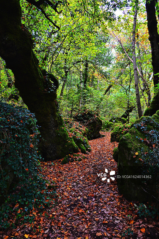 意大利索里亚诺·奈尔·西米诺森林的秋天景色图片素材