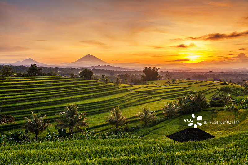 日出时的梯田，印度尼西亚巴厘岛图片素材