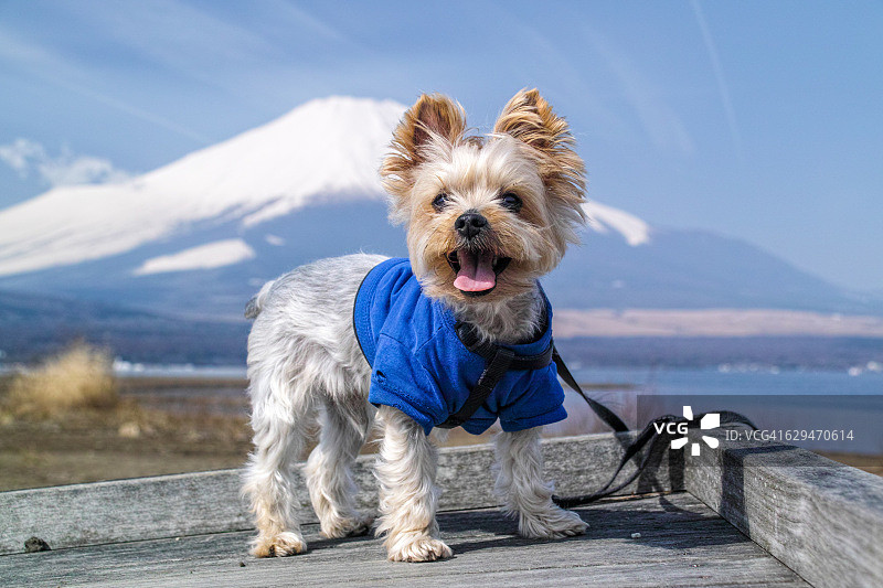 富士山的纪念照片图片素材