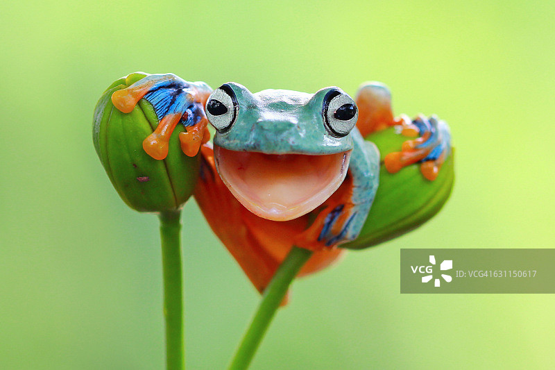 一个树蛙的肖像与嘴张开微笑，印度尼西亚图片素材