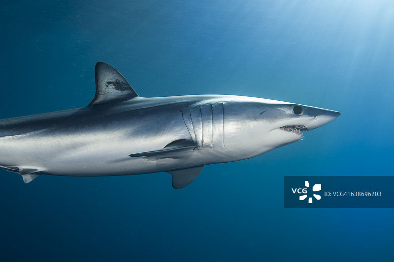新西兰西海岸，短鳍灰鲭鲨(Isurus oxyrinchus)在海里游泳的水下视图图片素材