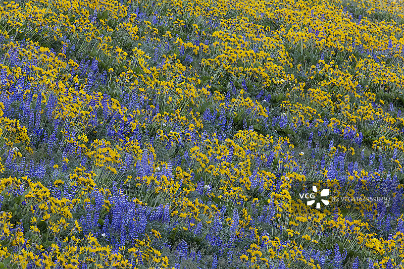 羽扇豆和苦瓜的春天开花黄色/蓝色图片素材