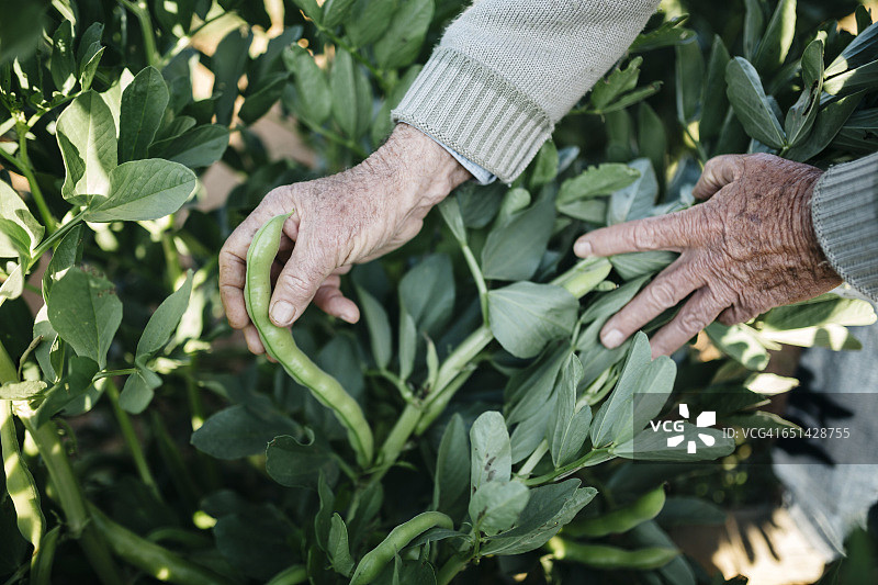 在花园里摘豆子的老男人的手图片素材