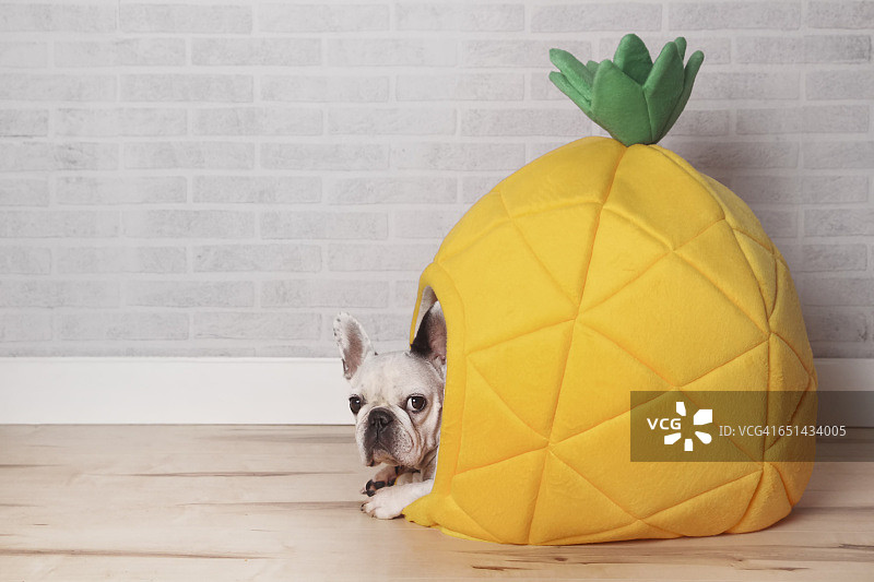 一只法国斗牛犬躺在菠萝形状的床上图片素材