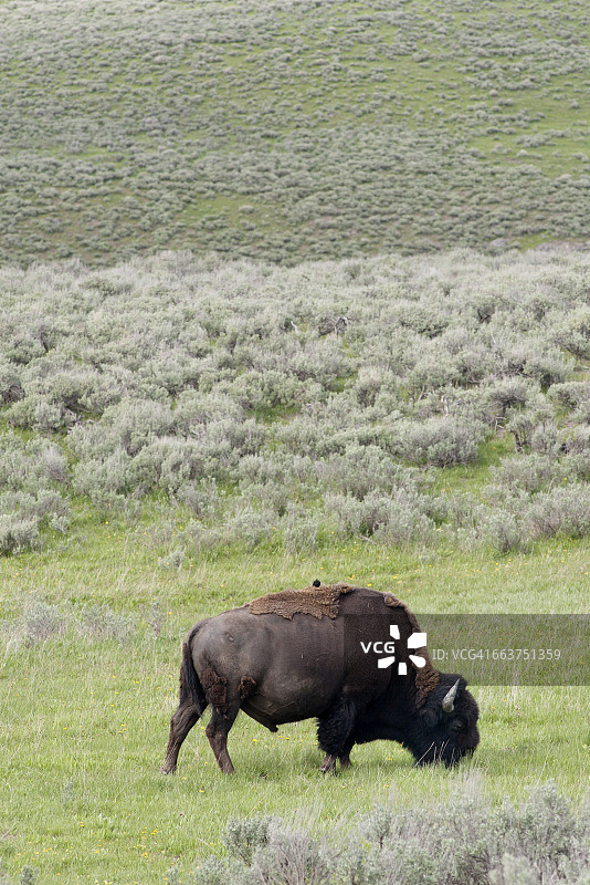 在美国怀俄明州黄石国家公园吃草的美洲野牛(水牛)图片素材