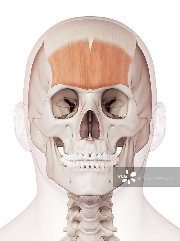 人类的面部肌肉图片素材