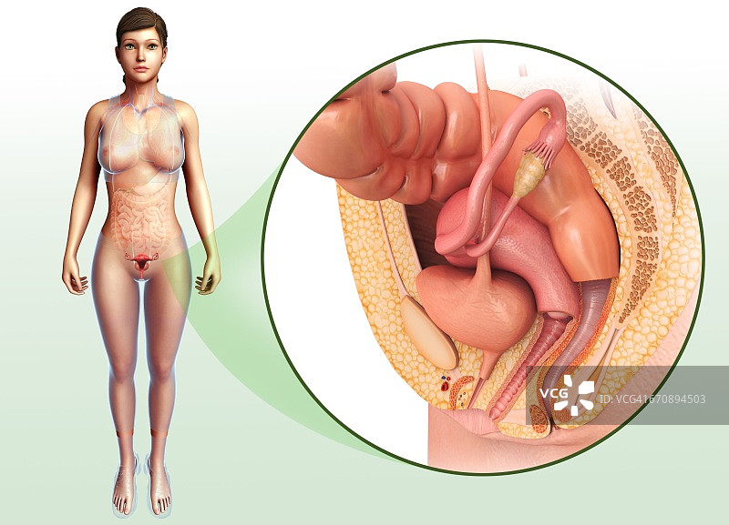 女性生殖系统图片素材