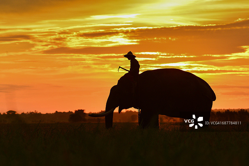 泰国素林，日出时驯象人骑大象的剪影图片素材
