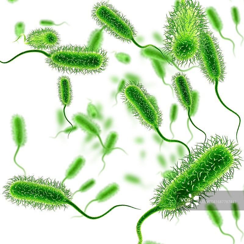 大肠杆菌，插图图片素材