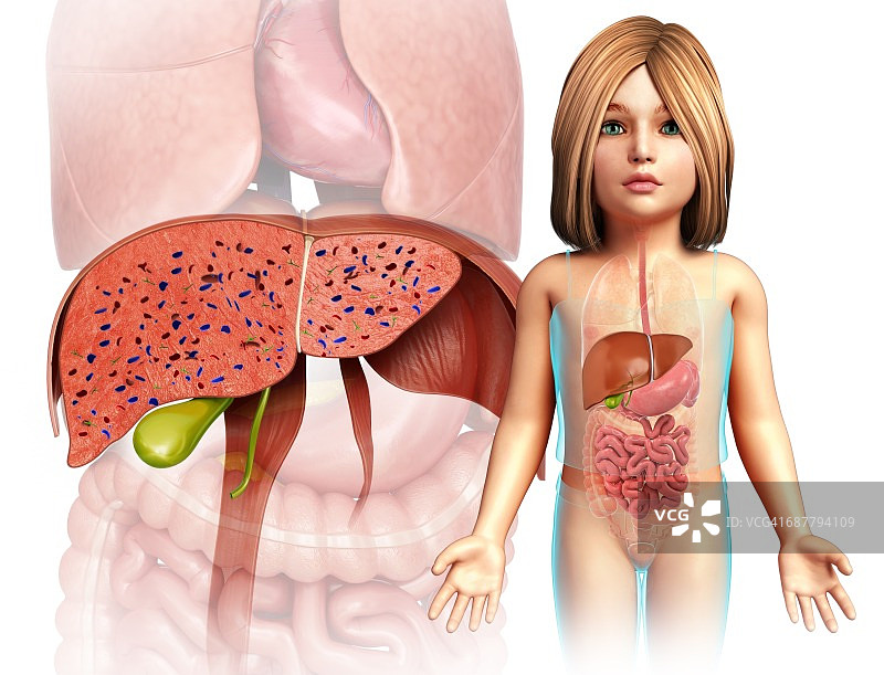 儿童肝脏解剖，插图图片素材