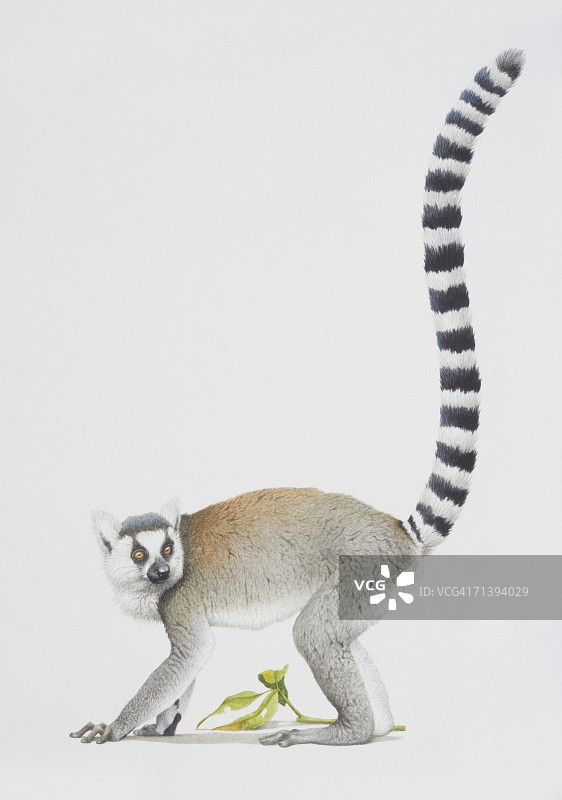 环尾狐猴，猫狐猴，灰色狐猴面对左边有一条长条纹尾巴。图片素材