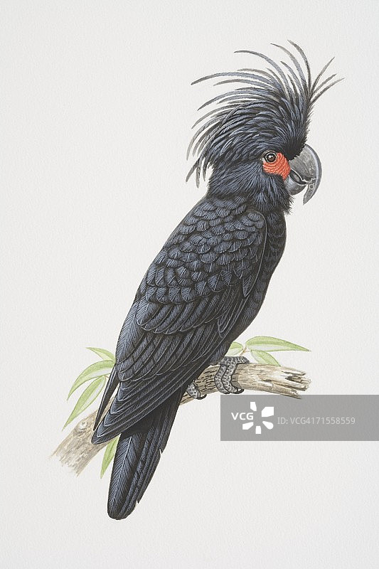 长鼻鹰，棕榈凤头鹦鹉栖息在树枝上，侧视图。图片素材