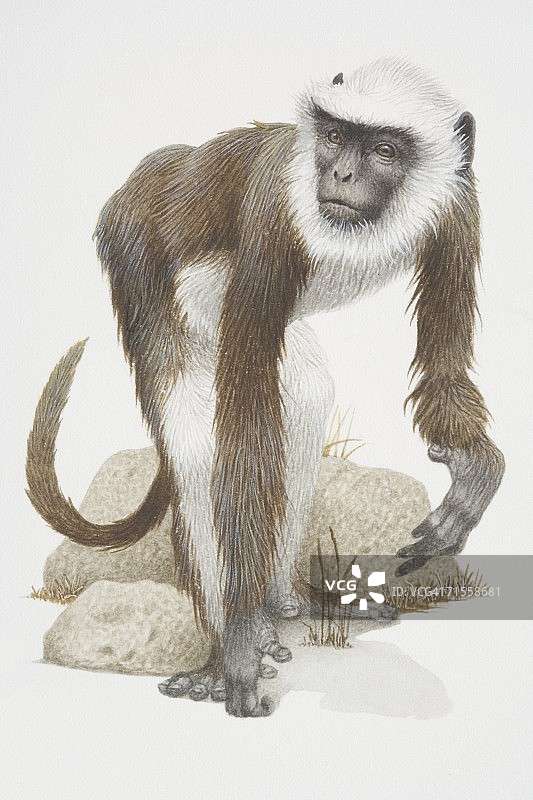 哈努曼叶猴，长着白胡子的灰猴。图片素材