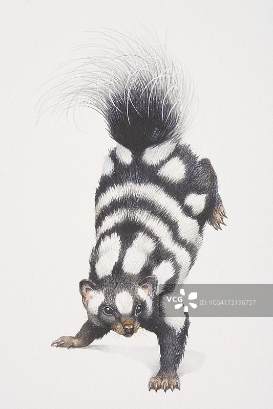 斑点臭鼬(spilogale putorius)跳跃向前与它的后脚在空中，正面视图。图片素材