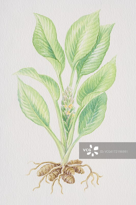 姜黄属植物和根从鳞茎生长，侧视图。图片素材