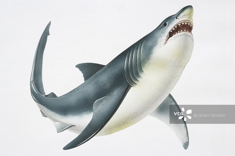 大白鲨(Carcharodon carcharias)显示它的牙齿，低角度视图。图片素材