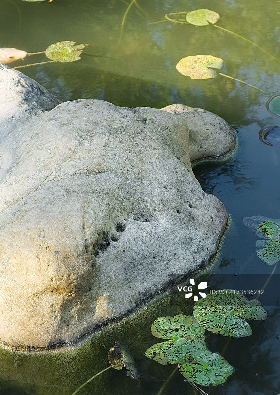 池塘里有石头和睡莲图片素材