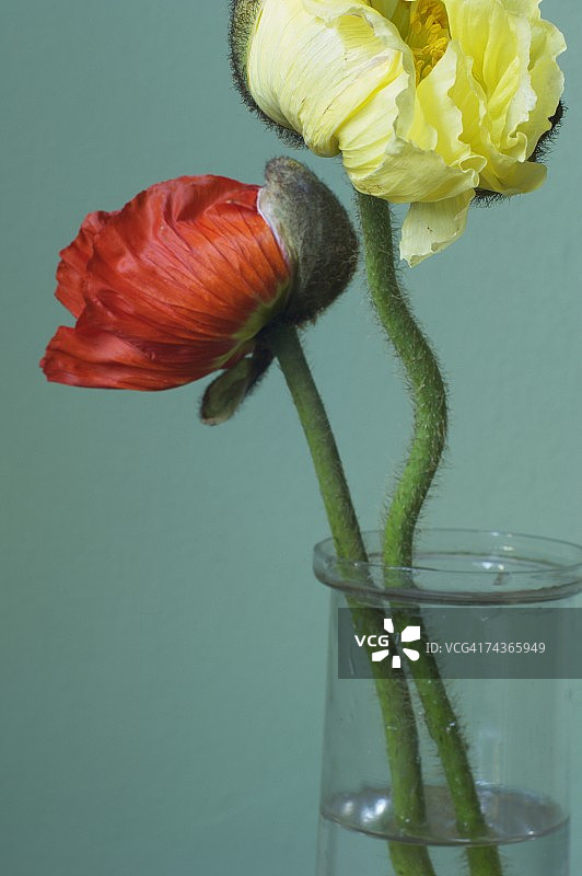 花瓶里的罂粟花图片素材