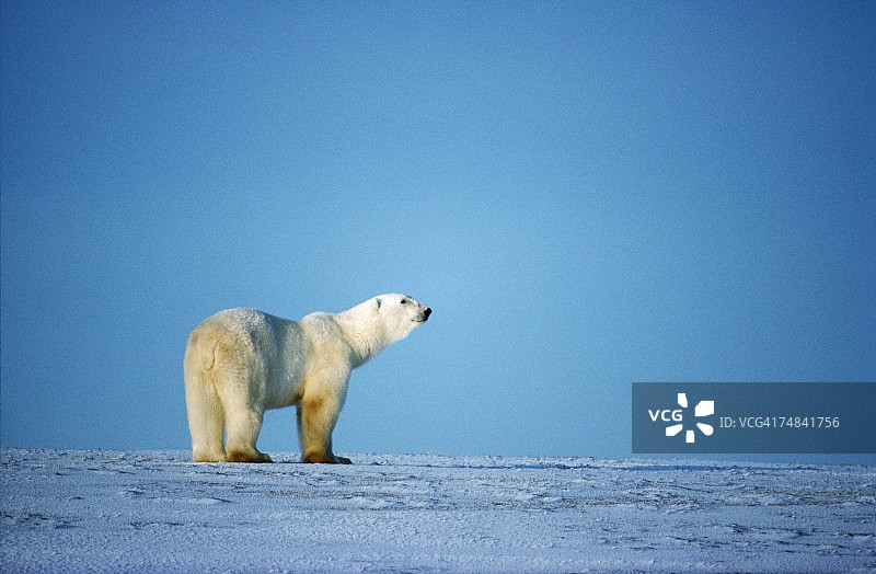 北极熊的肖像。加拿大图片素材