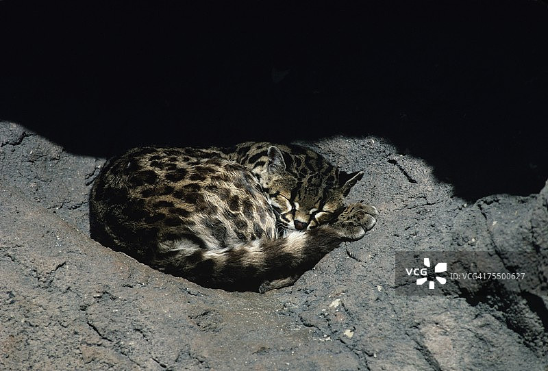 睡觉时蜷缩的长尾斑点猫或海狸图片素材