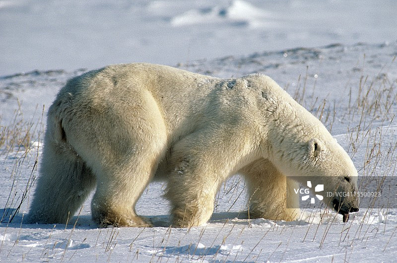 北极熊舔雪的侧视图，图片素材