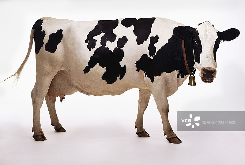 牛与贝尔图片素材