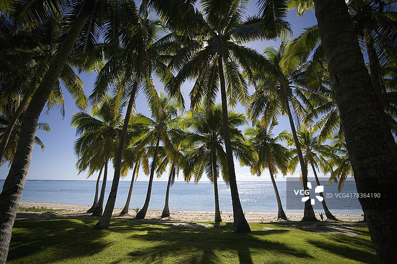 斐济亚萨瓦群岛上的棕榈树图片素材