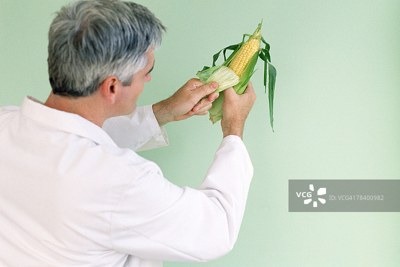 玉米的植物生物学图片素材