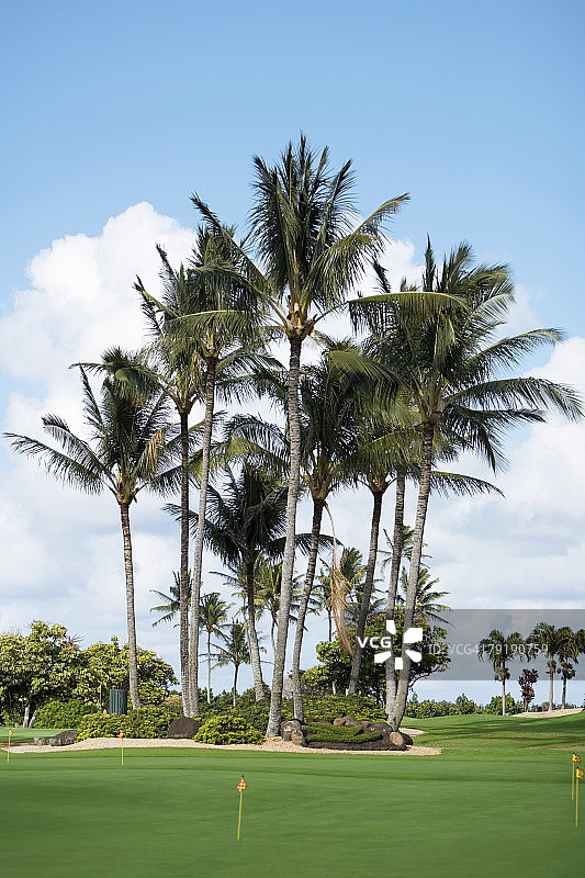 高尔夫球场上的棕榈树图片素材