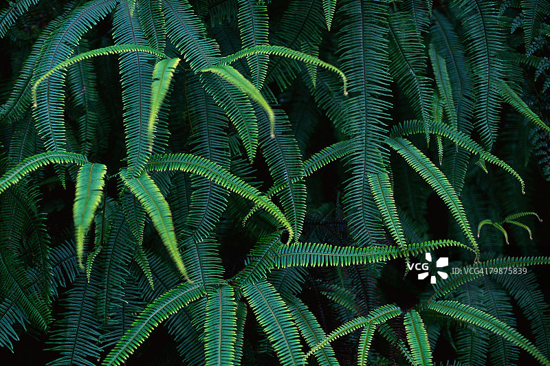 云克雨林中的蕨类植物图片素材