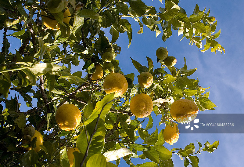 柠檬树对天空，低角度观看图片素材