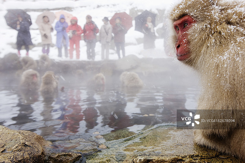 游客观看雪猴图片素材