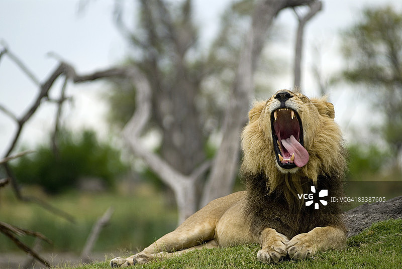 博茨瓦纳莫雷米野生动物保护区的狮子(狮子)打哈欠，舌头伸到一边图片素材