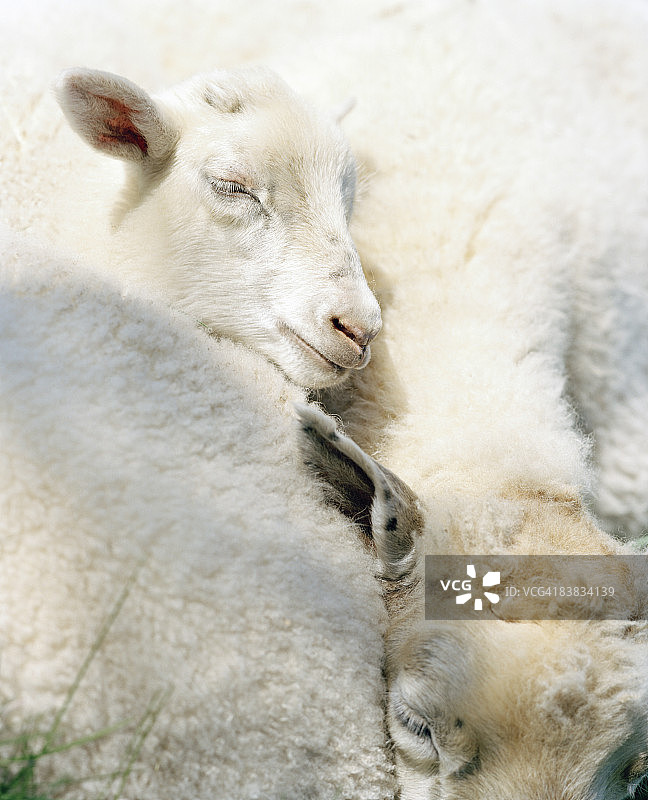 绵羊在阳光下的瑞典。图片素材