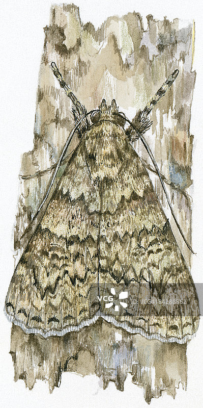 法国红翅蛾后翅合拢站在树皮上的插图。图片素材