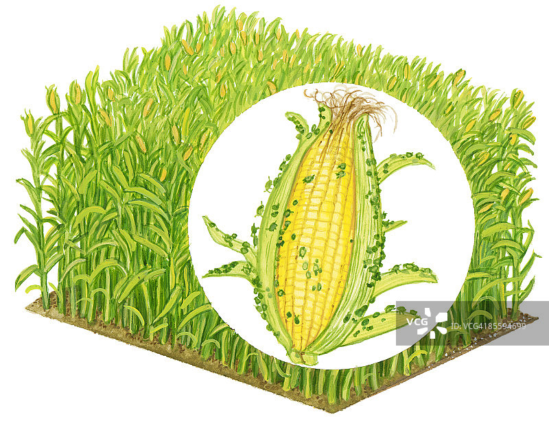 玉米(Miaize)作物的插图和玉米叶蚜(Rhopalosiphum maidis)在玉米芯上爬行的插图图片素材