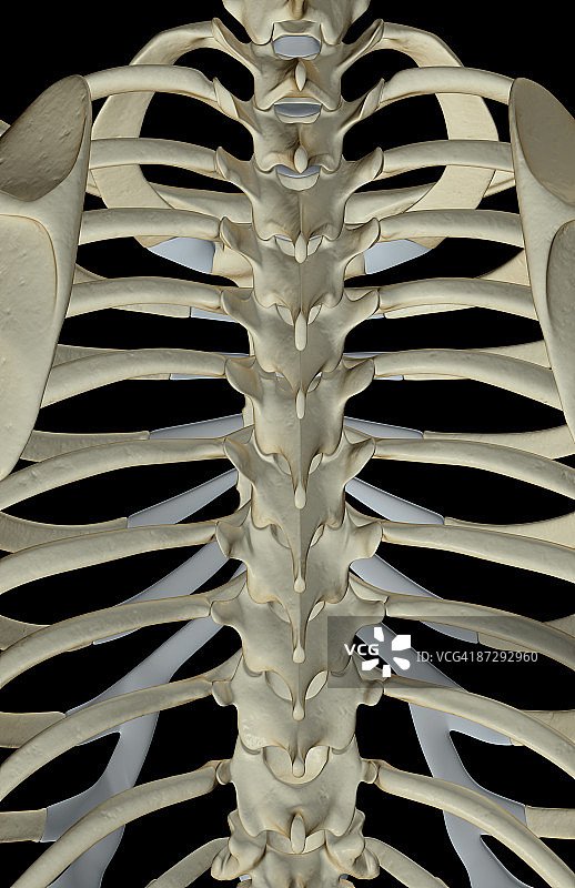胸椎的骨头图片素材