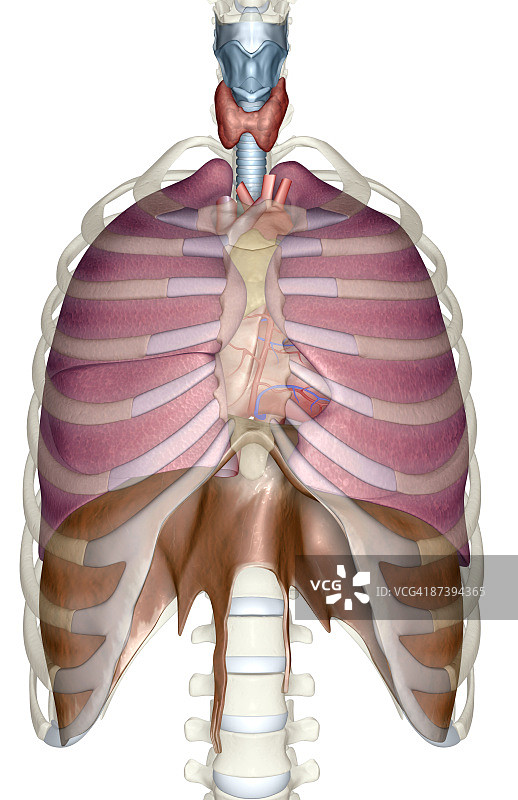呼吸系统图片素材