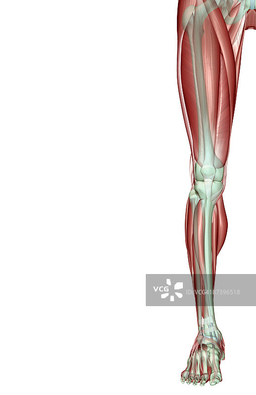 下肢的肌肉骨骼图片素材