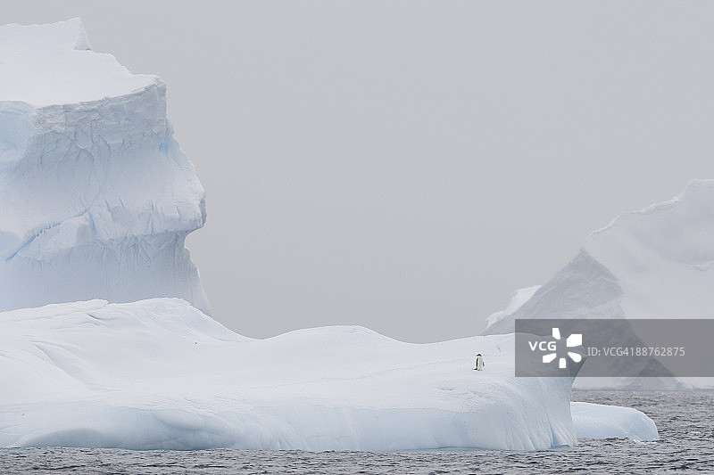 阿德利企鹅(Pygoscelis adelae)独自在冰山上，门点，杰拉契海峡，南极洲图片素材