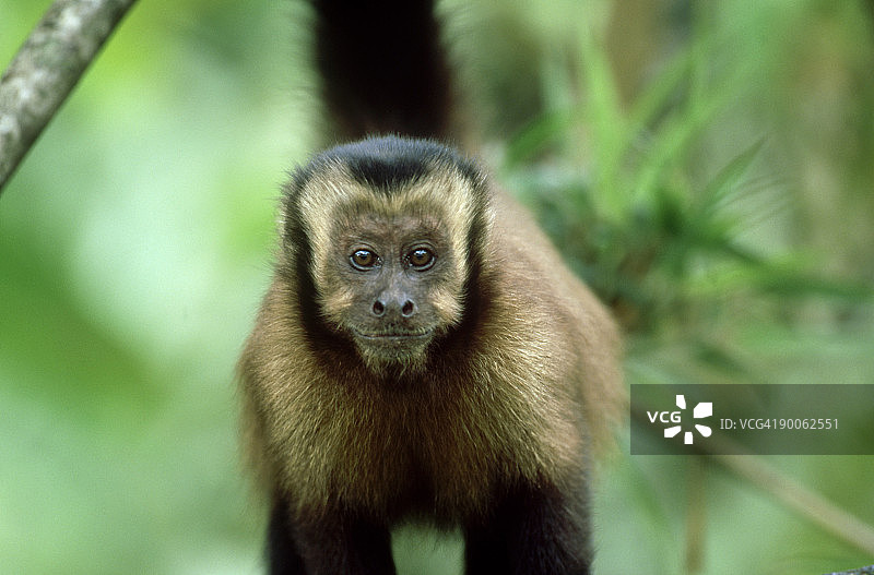 棕色卷尾猴:秘鲁图片素材