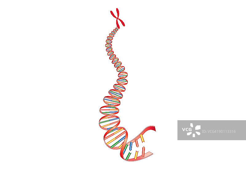 动物DNA和染色体的数字插图图片素材