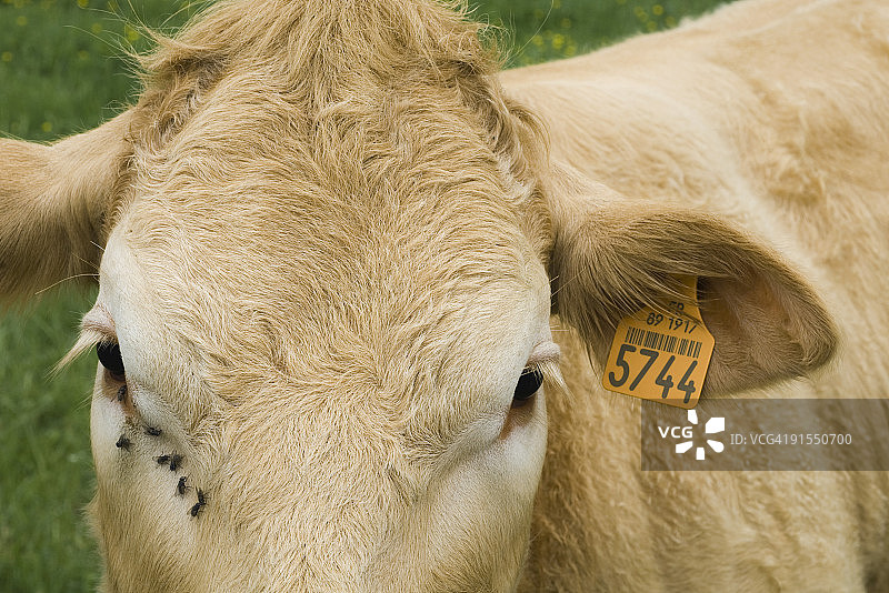 有耳标的棕色奶牛，特写图片素材