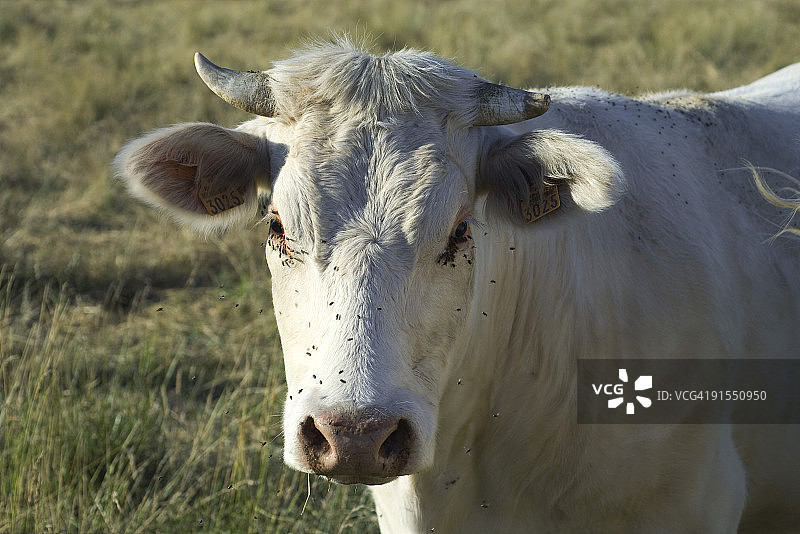 牧场上的白奶牛，特写图片素材