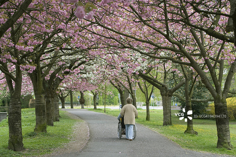 女子推轮椅使用者在樱花树下(XXL)图片素材