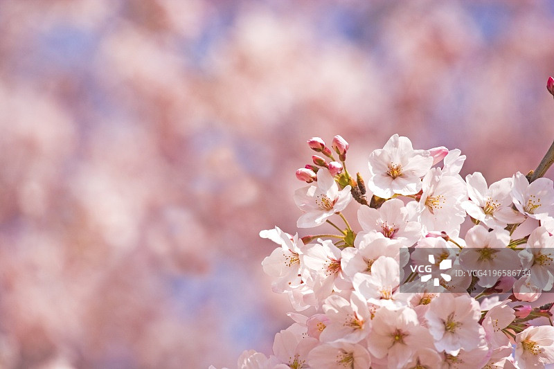 盛开的樱桃树图片素材