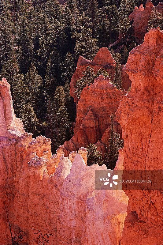 布莱斯峡谷的粉红色悬崖和森林图片素材