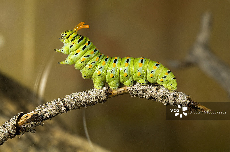 八角燕尾蝶在变成蛹之前的毛虫。图片素材