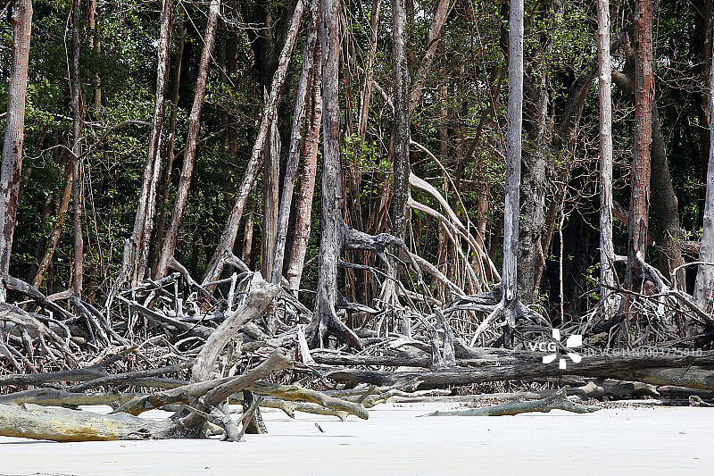 被大西洋破坏的大西洋森林的树干图片素材