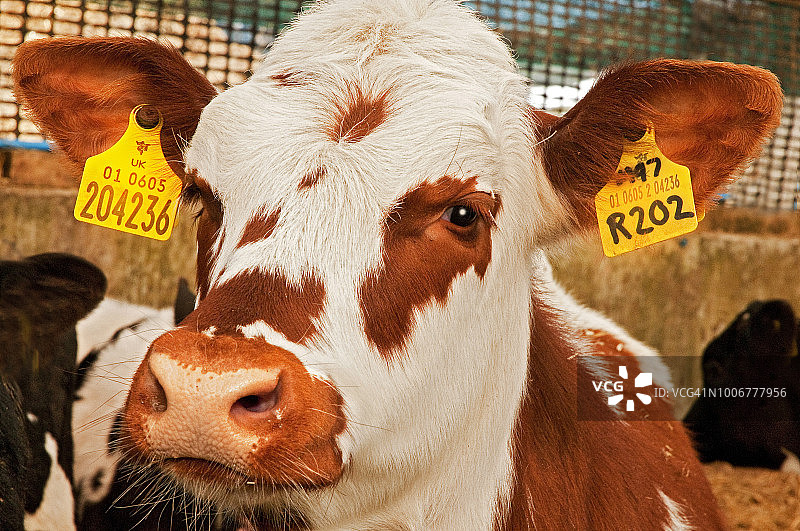 年轻的小母牛显示身份“通行证端口”可追踪的耳朵标签图片素材
